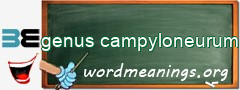 WordMeaning blackboard for genus campyloneurum